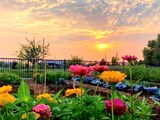 A garden with the sunset in the background